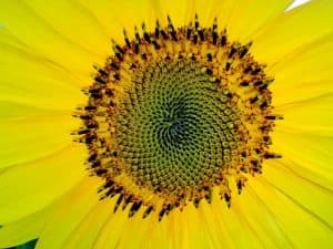 Sunflower showing fibonacci spiral